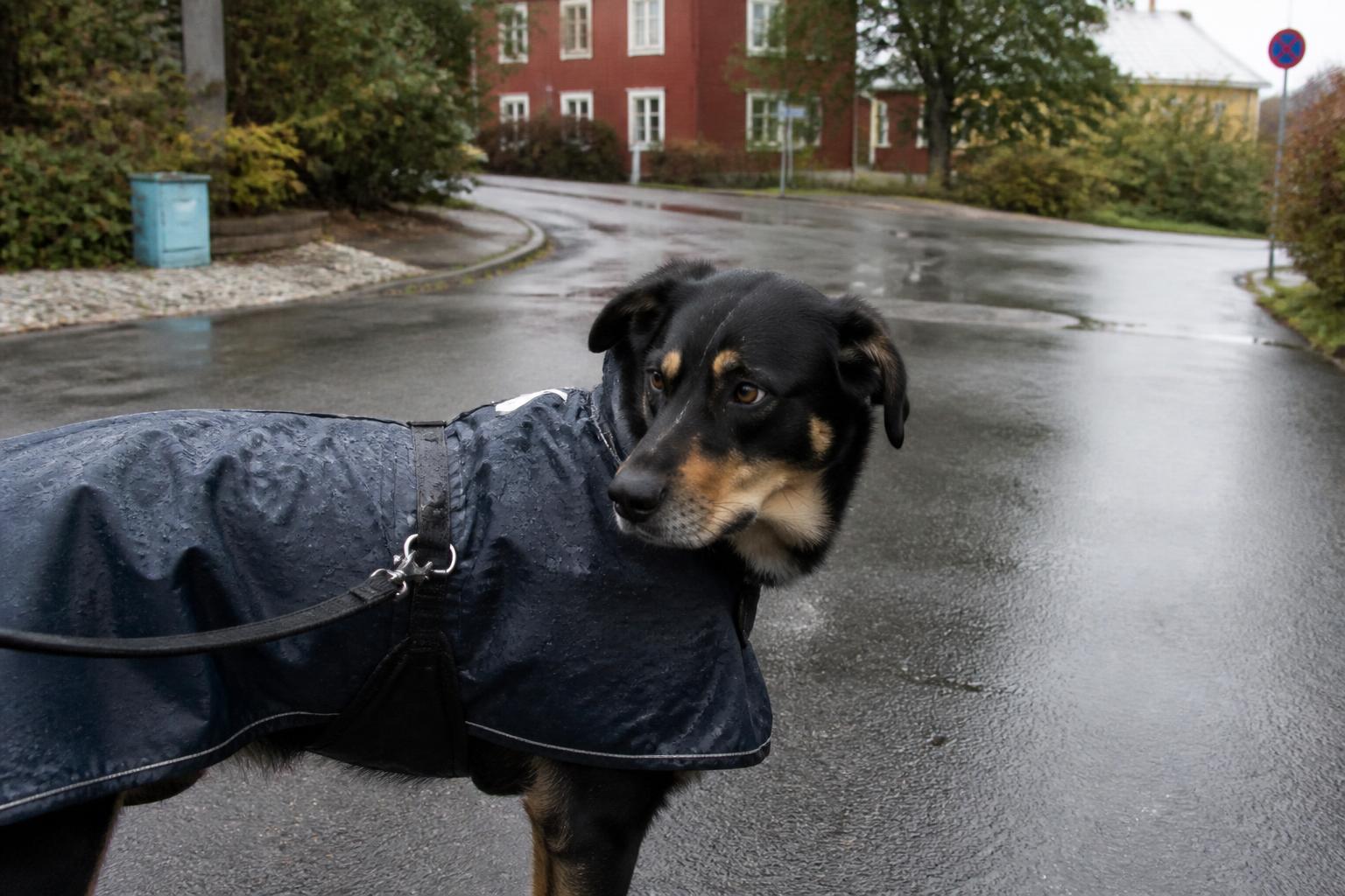 Hund i blött regntäcke på en gata i regnet