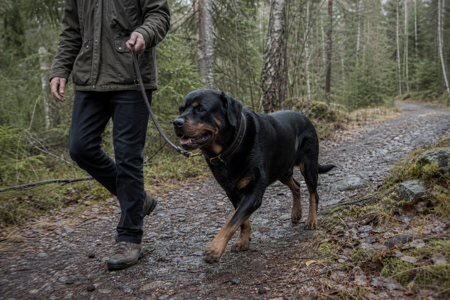 Rottweiler går naturligt bredvid sin ägare på en våt svensk skogsväg