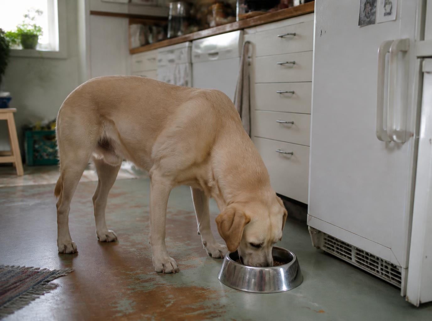 Labrador äter ur en rostfri skål på köksgolvet