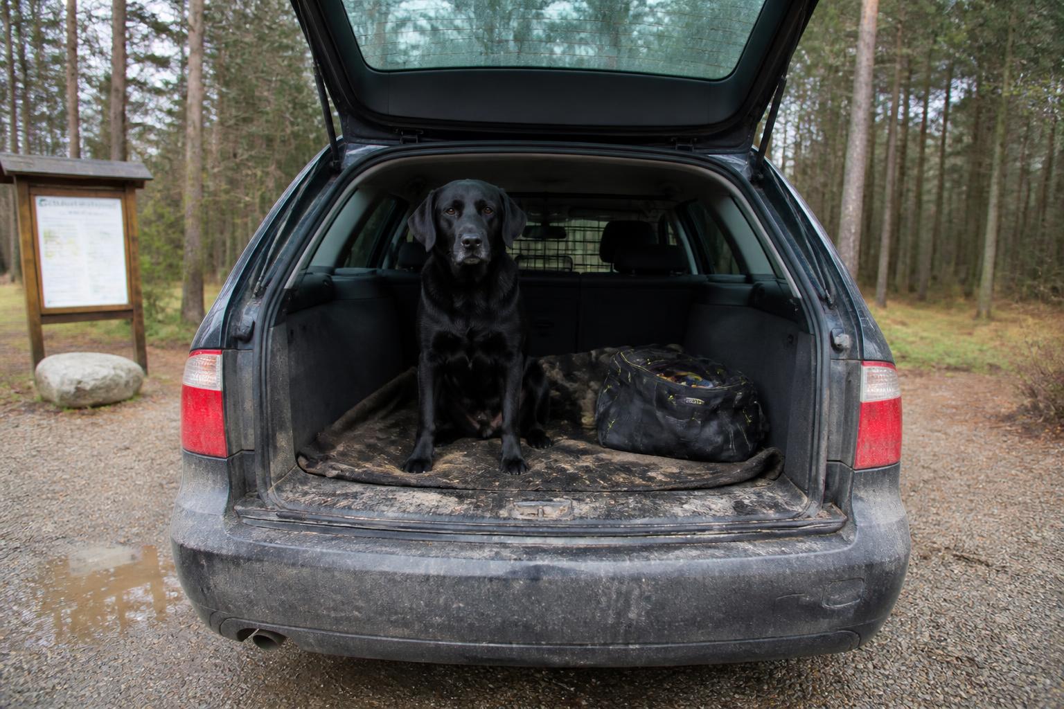 Svart labrador sitter i bagageluckan vid en skogsparkering